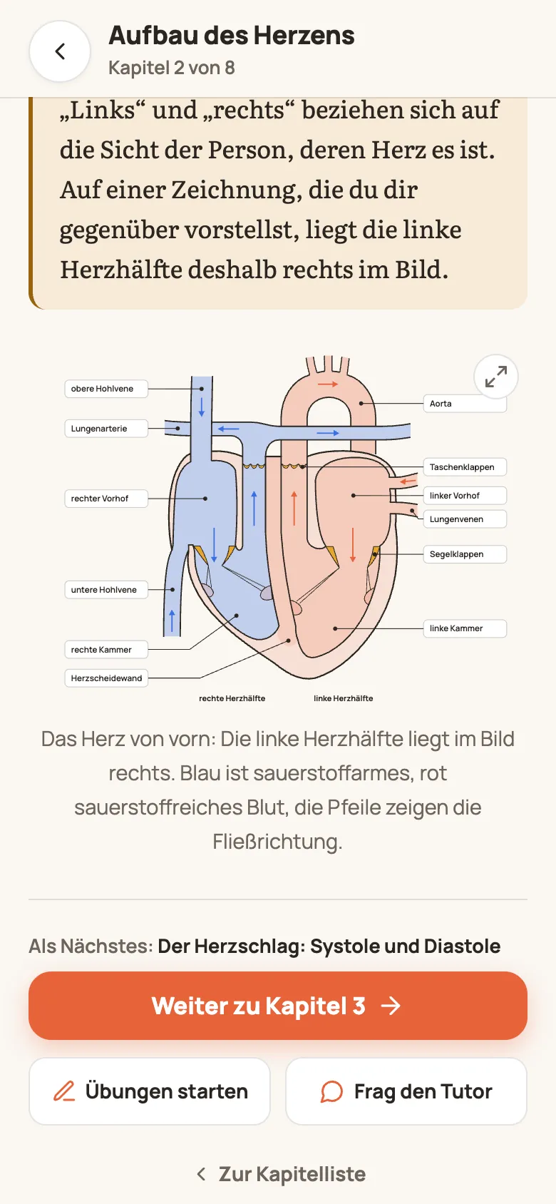 Kapitel „Aufbau des Herzens“ im Lernzettel Blutkreislauf: das Herz im Längsschnitt mit Beschriftungen wie Aorta, linker Vorhof und Segelklappen, darunter ein Satz zur Abbildung und oben rechts der Knopf „Groß anzeigen“